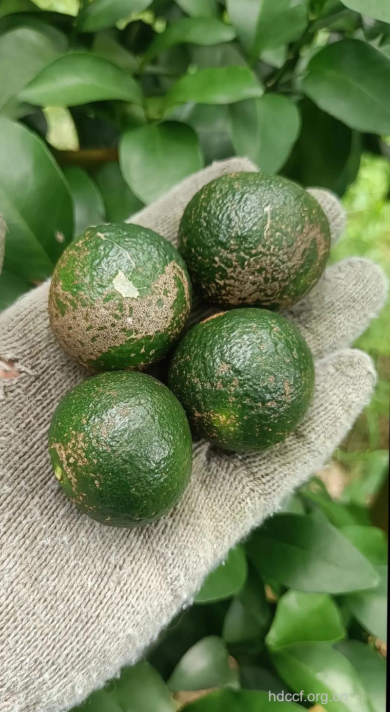 吃桔子会容易患口腔溃疡吗