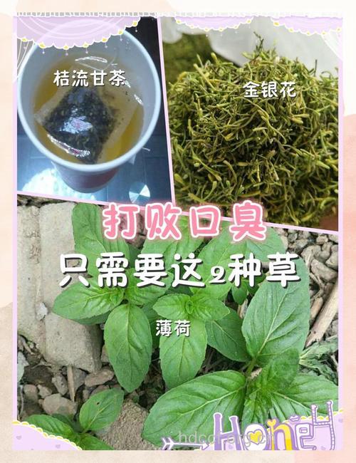 治疗口臭的有效药草茶！