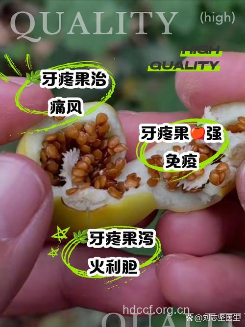 具有止牙痛功效的4种食物