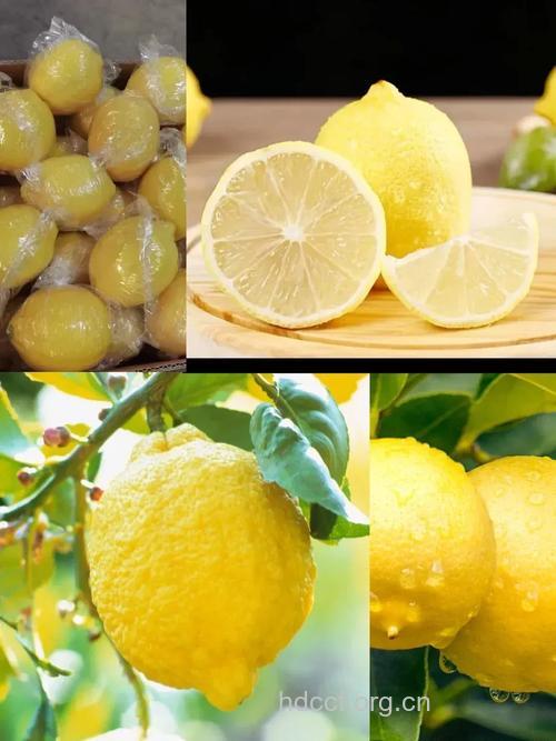 柠檬 既能美容又能减肥
