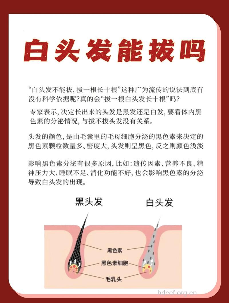 白头发会越拔越多吗 如何根治白头发