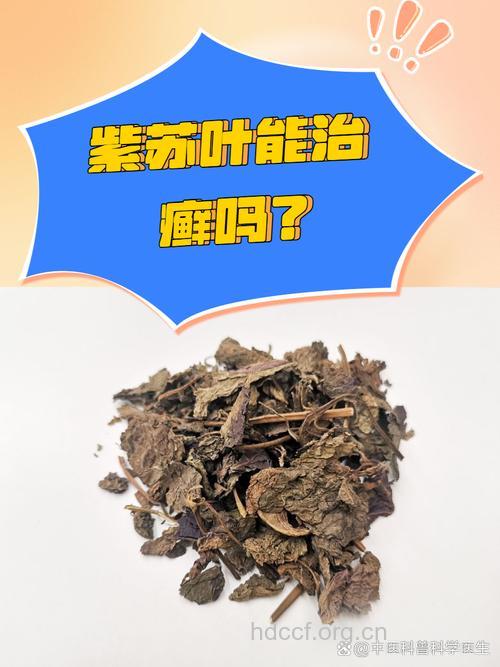 中药紫苏叶治疗阴囊湿疹