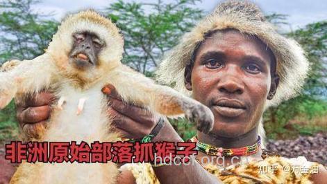 艾滋病与灵长类动物的关系