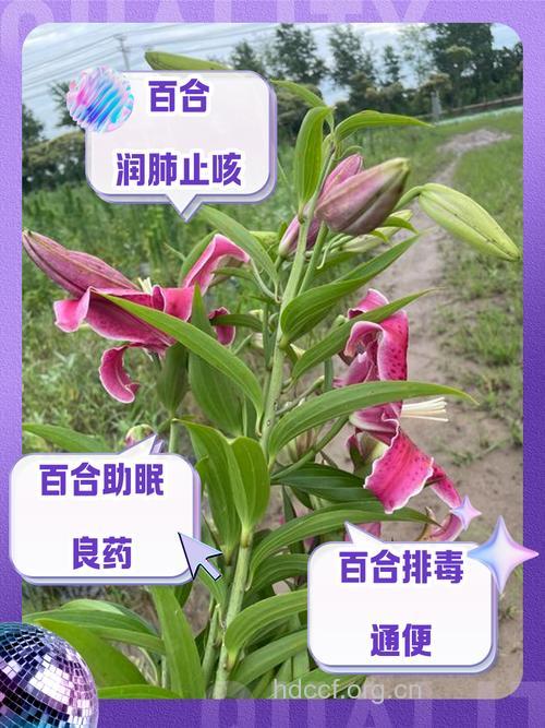 夏季怎么用百合预防空调感冒