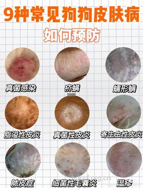 夏季天气潮湿警惕宠物传播头癣