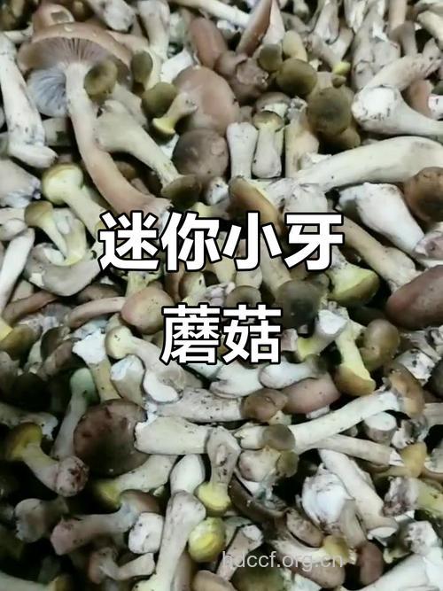 小小香菇防虫牙
