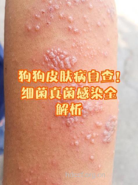 宠物能传染艾滋病吗