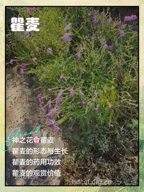 瞿陵花治疗痱子效果好