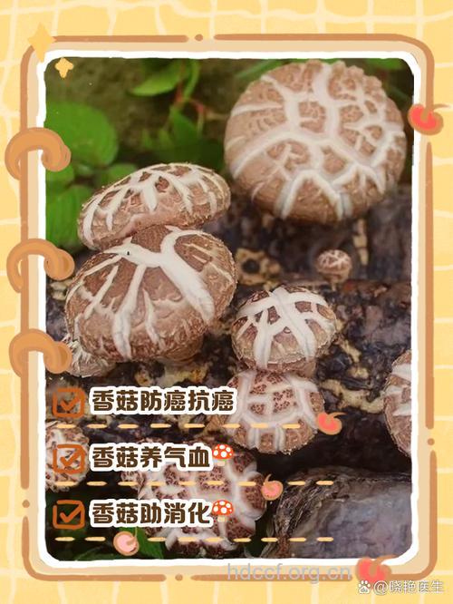 多食用香菇可以有效预防蛀牙
