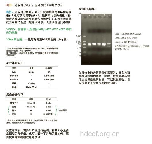 可迅速检测龋齿细菌的PCR方法