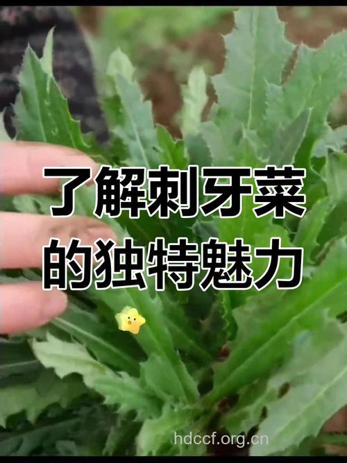 什么蔬菜可以防蛀牙？