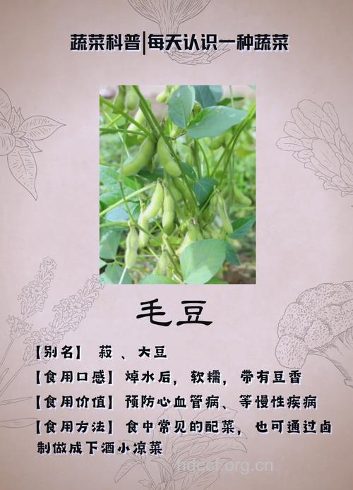 夏季吃毛豆有什么好处