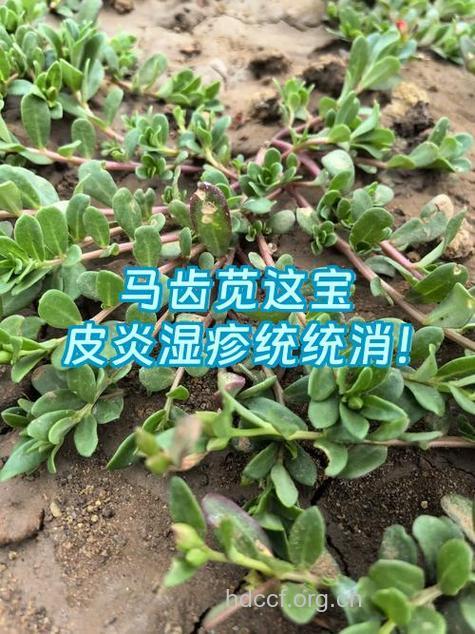 吃完野菜晒太阳易引发皮肤过敏