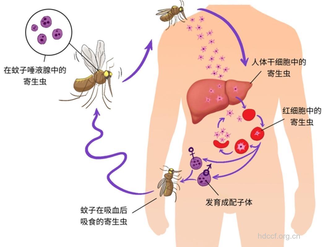 蚊子传播艾滋病毒?
