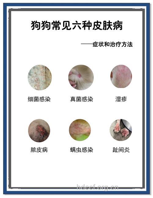 与宠物共眠要警惕头癣