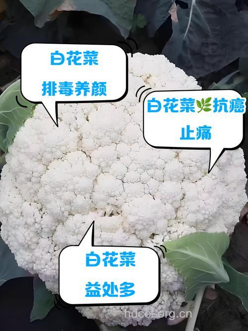 白色蔬菜不仅养肤而且抗癌