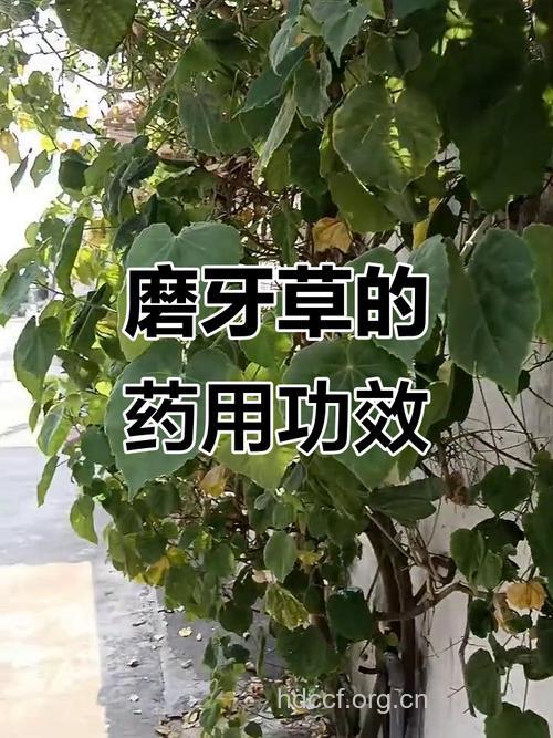 治疗儿童磨牙的2个中药偏方