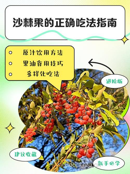 沙棘让你越吃越白