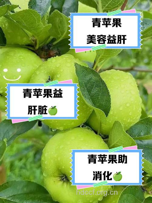中医养肤冬季多吃青苹果
