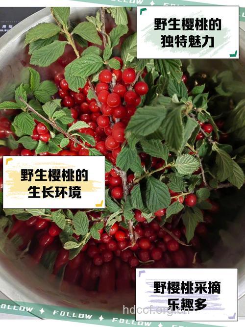 樱桃挽救你的暗沉肌肤