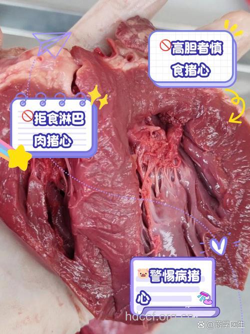 孕妇可不可以吃猪心