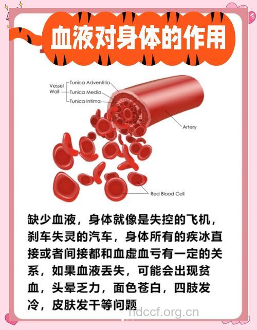 血液传播，什么在起作用？