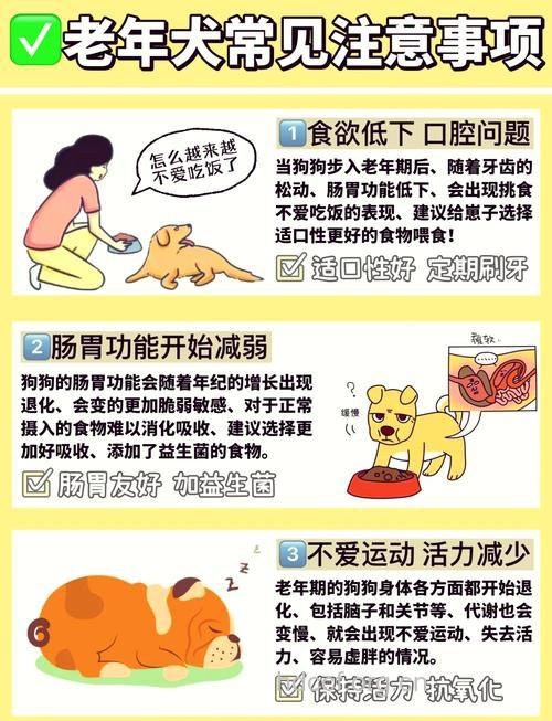 老年人养狗有哪些注意事项