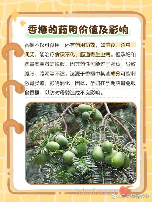 孕妇可不可以吃香榧