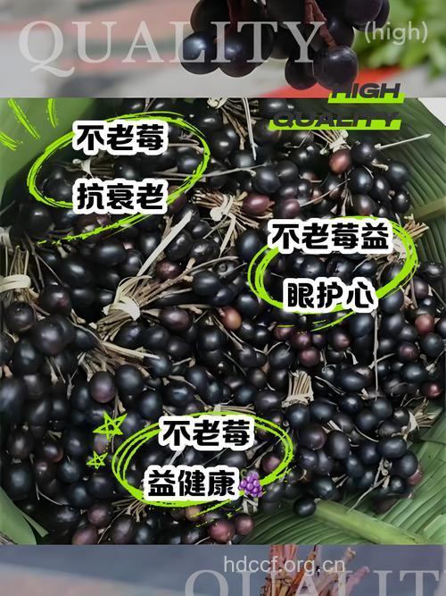 常吃黑色水果 抗老有奇效