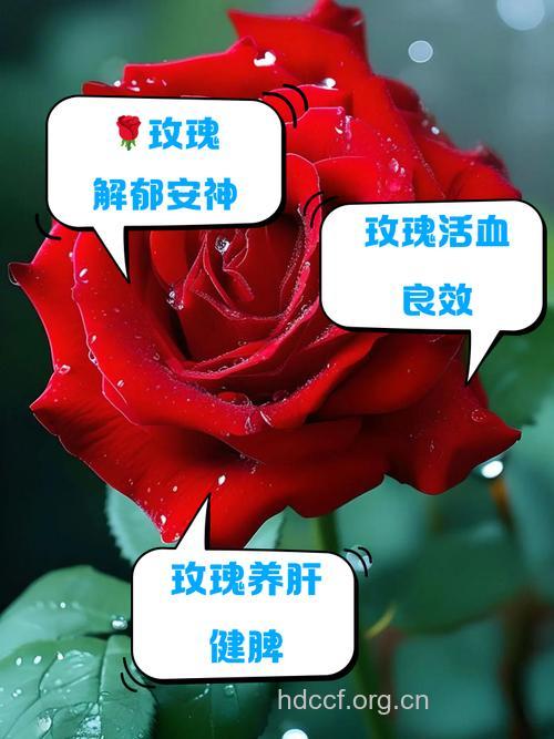 女性吃玫瑰花有什么好处