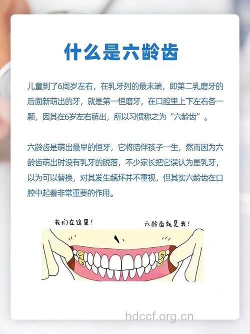 不同年龄段的护牙重点