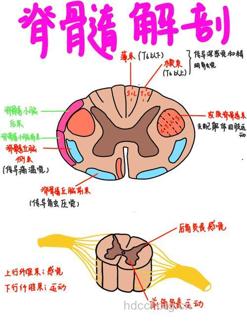 认识皮质-纹状体-脊髓变性