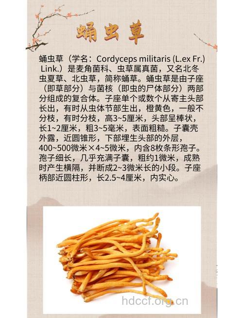 糖尿病人可以吃虫草吗?虫草可以抑制并发症