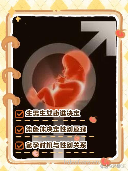 哪些习惯影响胎儿性别