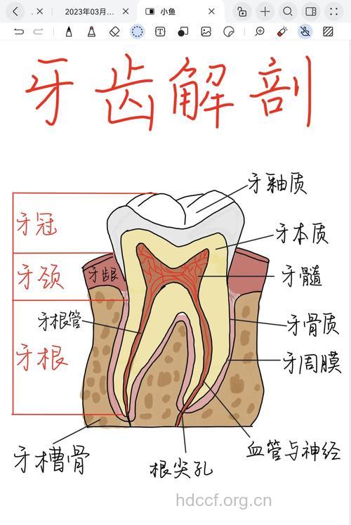 牙齿的组织结构知多少？