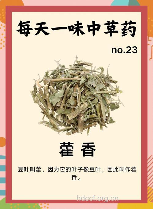 孕妇可不可以吃藿香