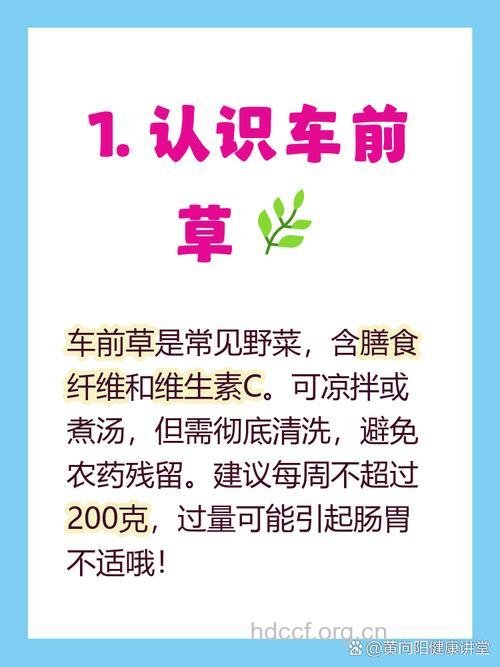 孕妇可不可以吃车前草