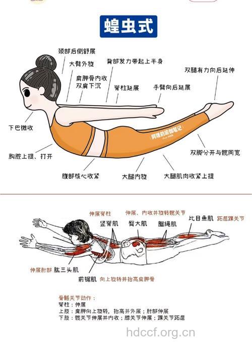 瑜伽蝗虫式动作预防糖尿病