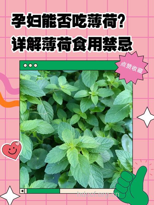 孕妇可不可以吃薄荷
