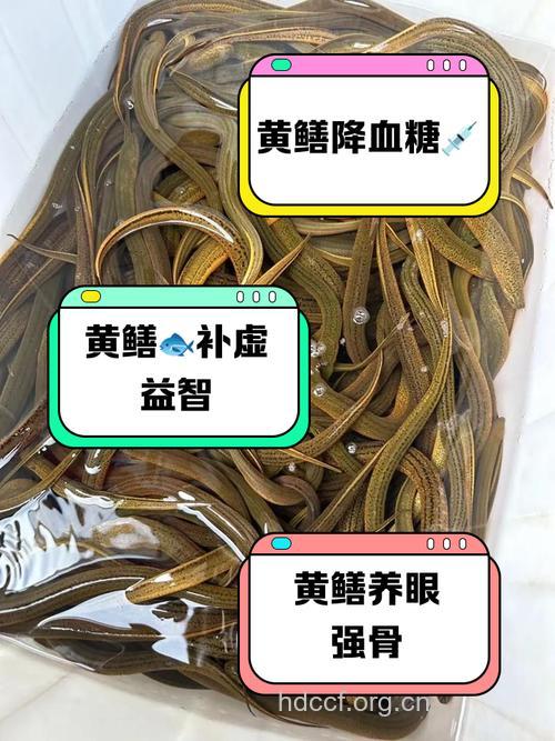 多吃黄鳝有益于调节血糖