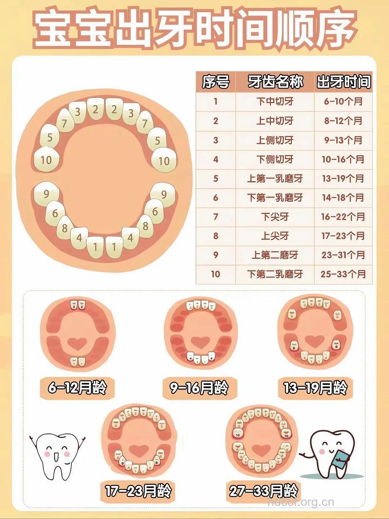 妈妈必知 宝宝乳牙萌出时间