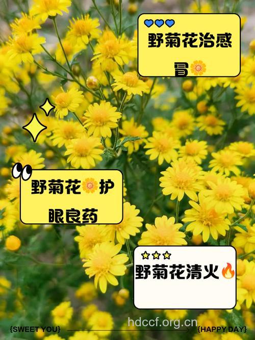 怎么用野菊花治疗青春痘