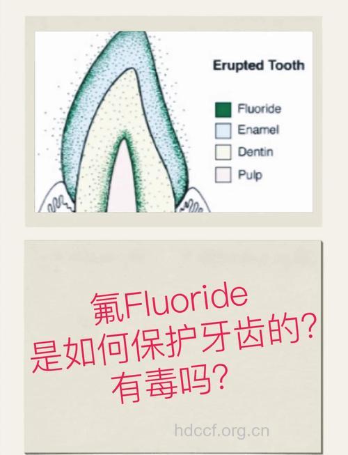 氟有什么护齿功能