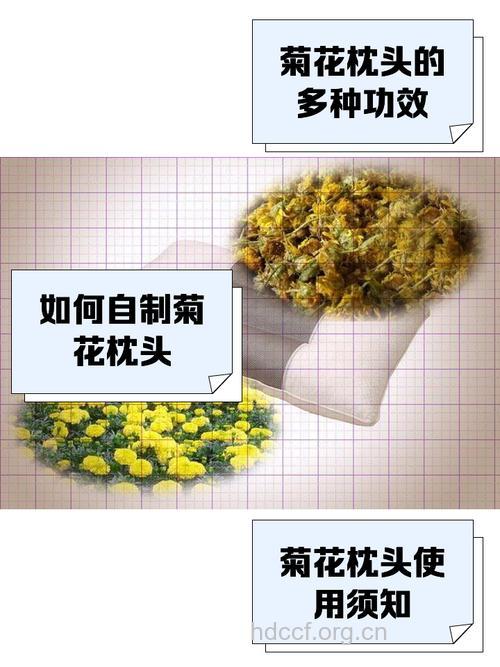 你知道菊花药枕有什么功效