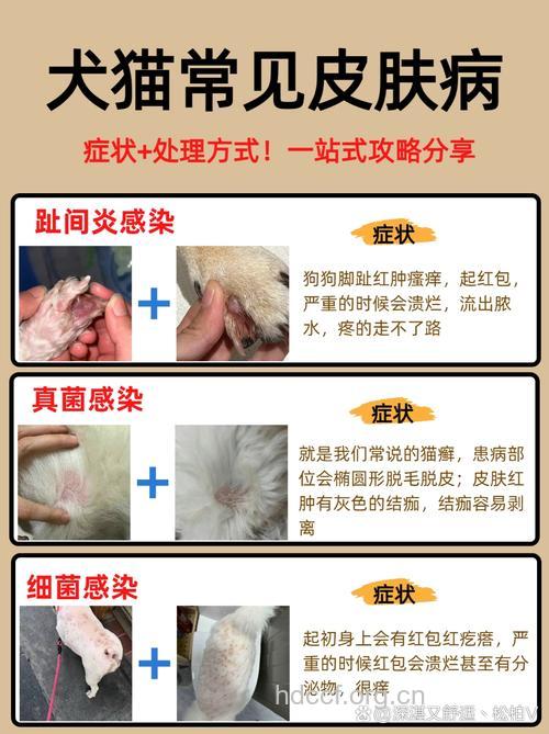 急性荨麻疹忌养猫狗等宠物