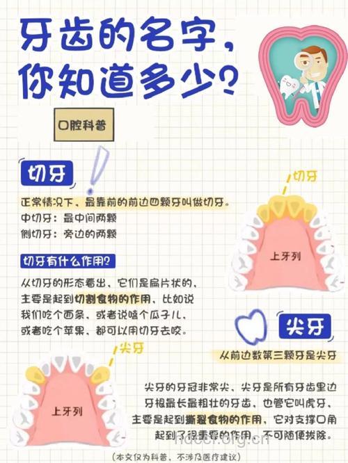 关于牙齿你知道多少