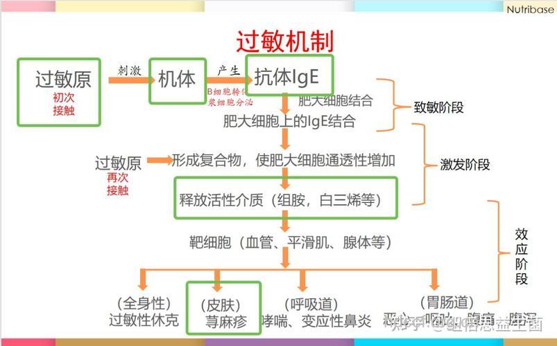 荨麻疹的发病机质