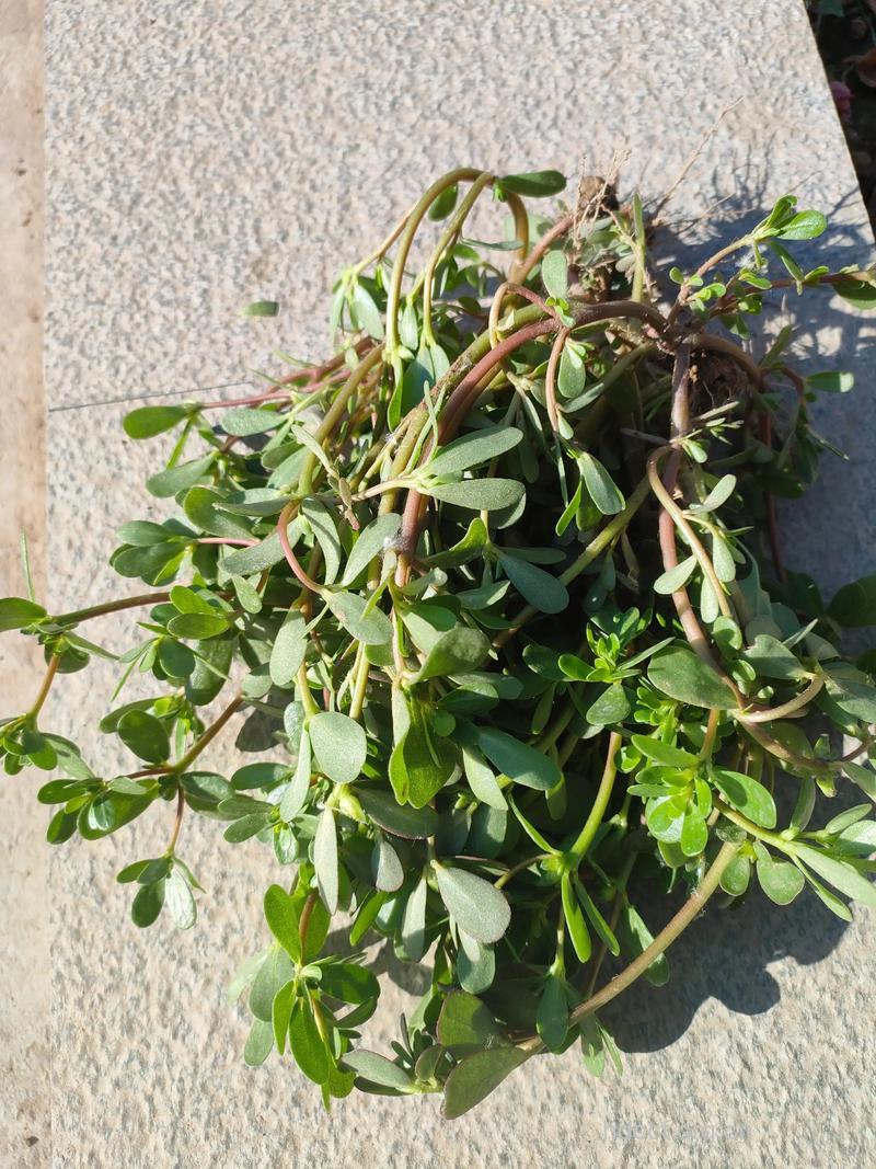 马齿菜能防孕期痔疮吗