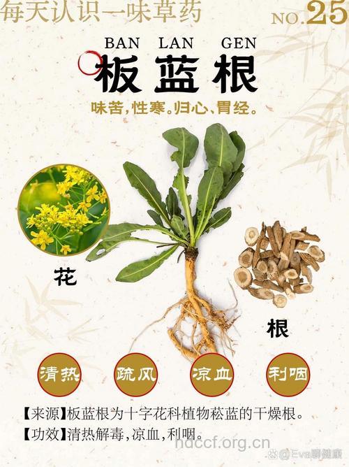 板蓝根可以预防哪些疾病