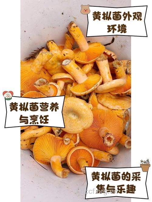 孕妇吃什么|孕妇能吃黄蘑吗
